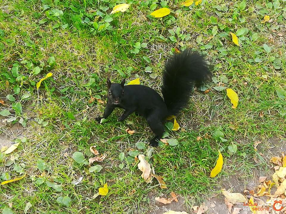 سنجاب سیاه