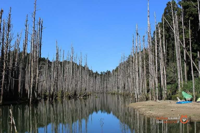 جنگل شوئیانگ Shuiyang