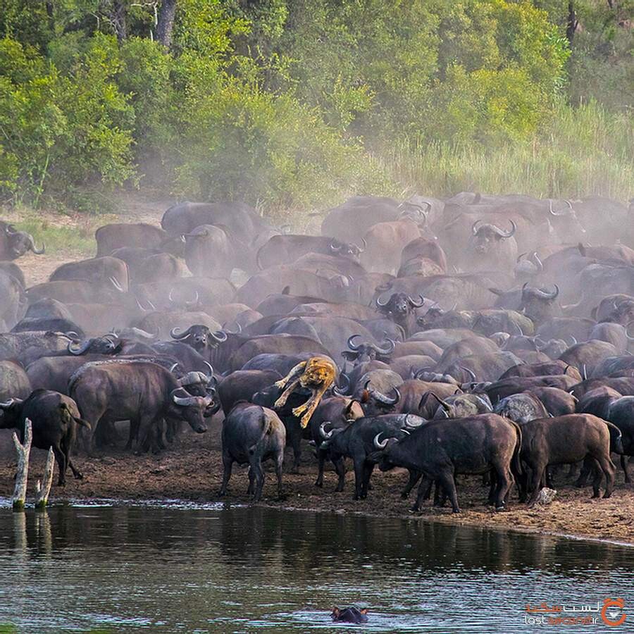 killing-lion-by-herds-of-buffalo7.jpg