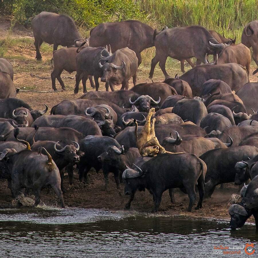 killing-lion-by-herds-of-buffalo8.jpg