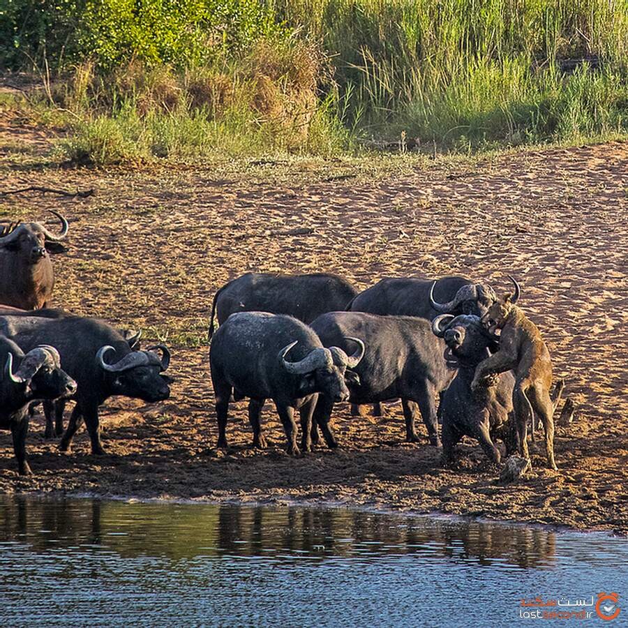 killing-lion-by-herds-of-buffalo13.jpg
