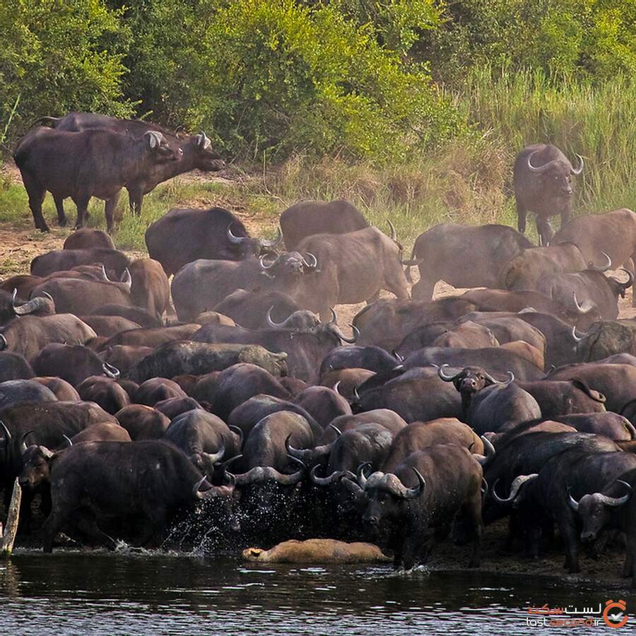 killing-lion-by-herds-of-buffalo10.jpg