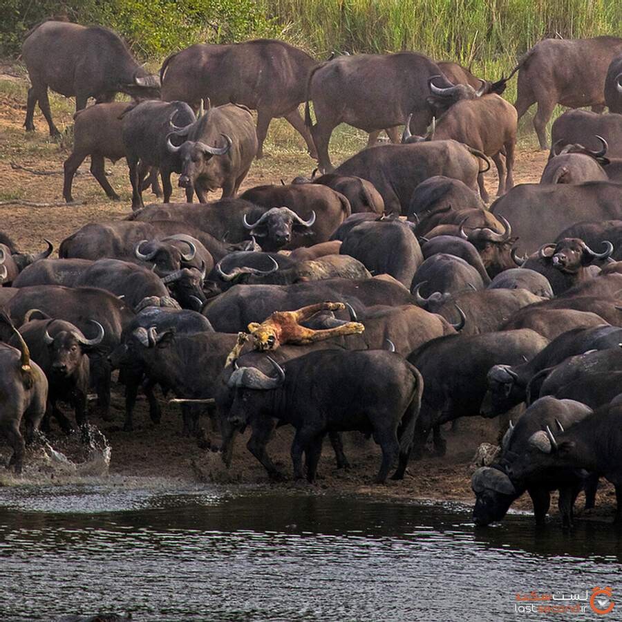 killing-lion-by-herds-of-buffalo9.jpg