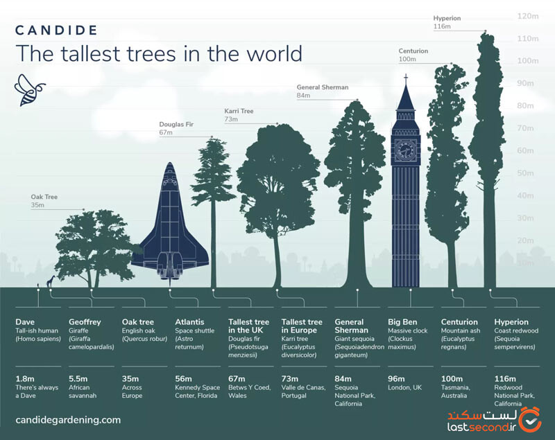 بلندترین درخت