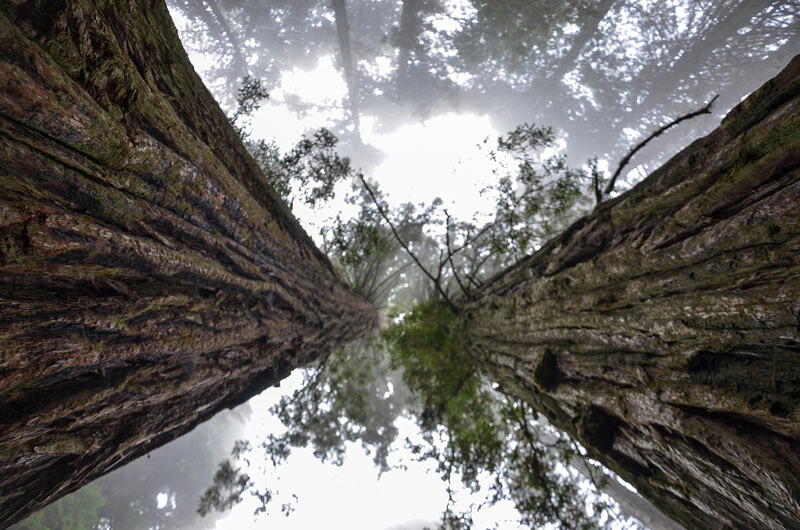 بلندترین درختان جهان چند متر و کجا هستند؟ + عکس