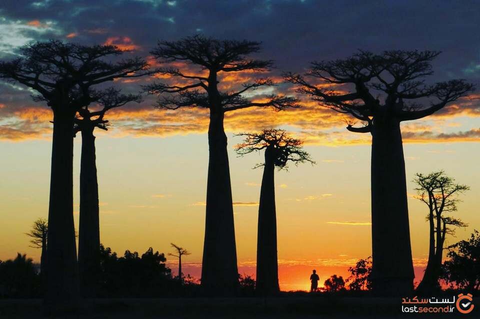Baobab-Tree-2.jpg