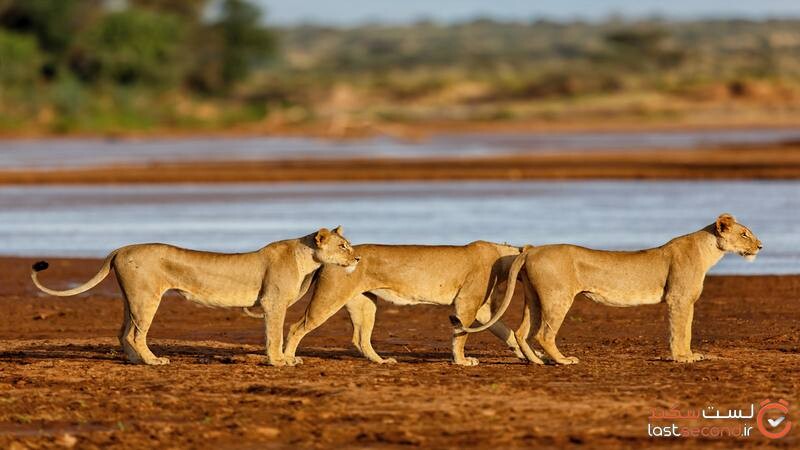 Samburu national park.jpg