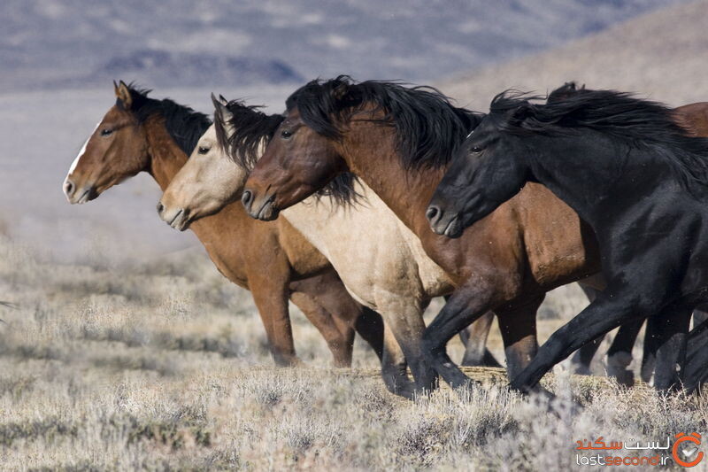 اسب - کشنده ترین حیوانات جهان