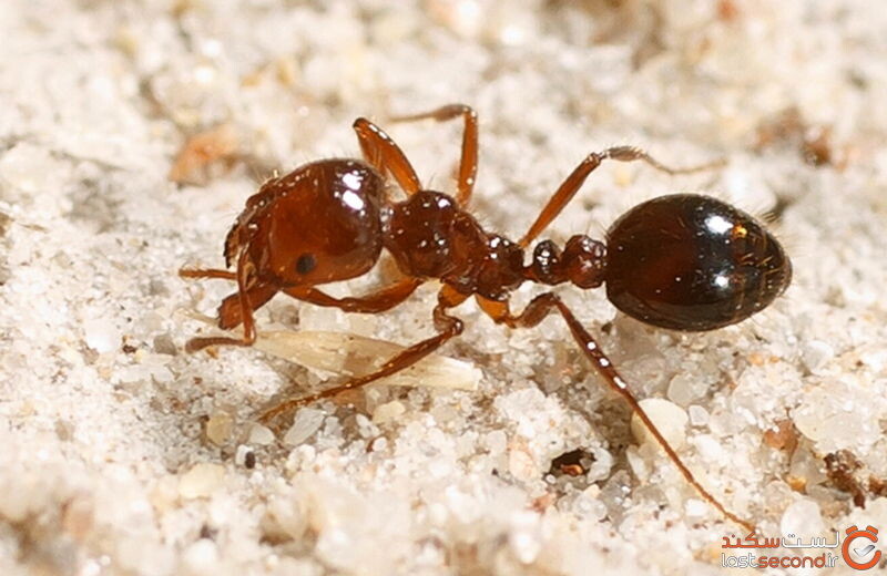 مورچه - خطرناک ترین موجودات جهان