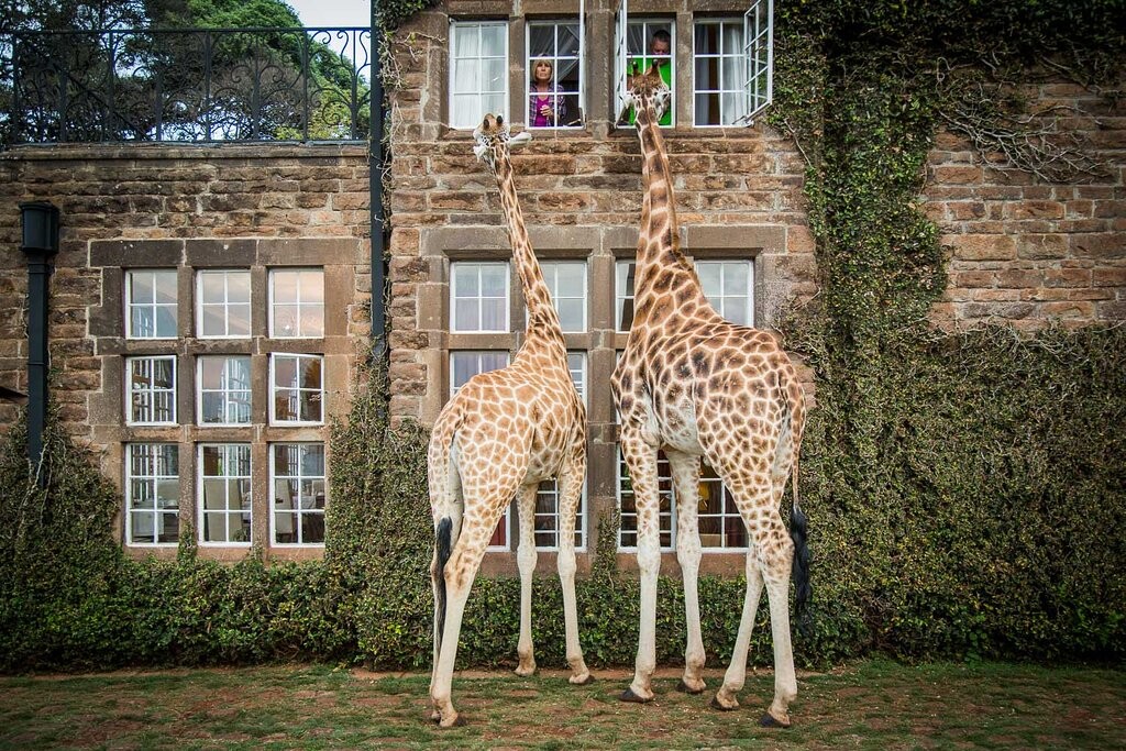 feeding-giraffe-from.jpg