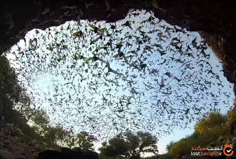 غار خفاش ایران