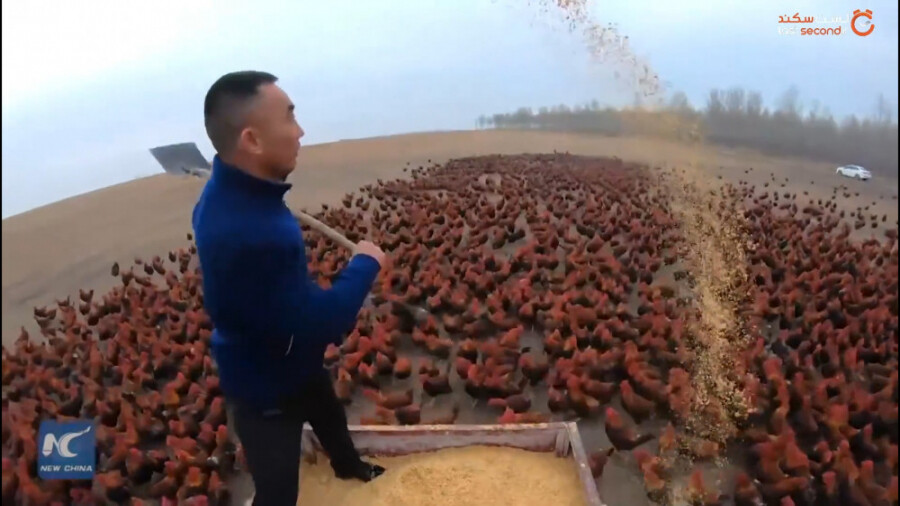 مردی با هفتاد هزار مرغ و خروس!