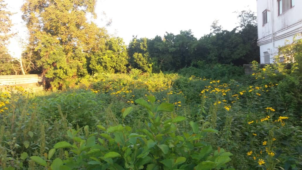 IMG-20201031-WA0001.jpg