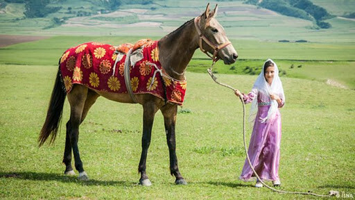 اسب حیوانی جدا نشدنی از فرهنگ ترکمن‌ های ایران