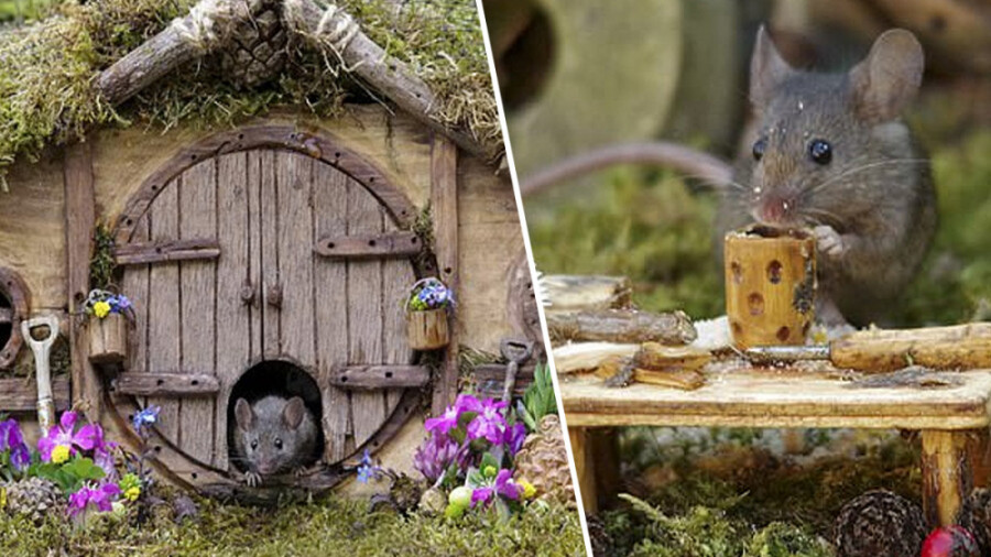 دهکده لاکچری با امکانات باورنکردنی برای موش ها!
