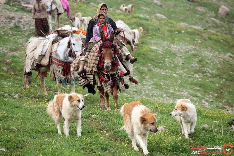 سگ در ایران