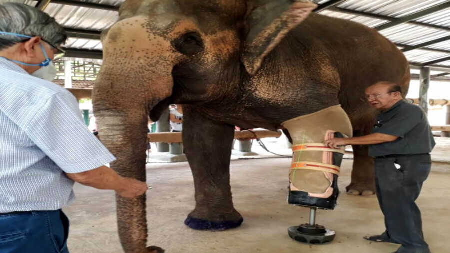 موشا، اولین فیل با پای مصنوعی!