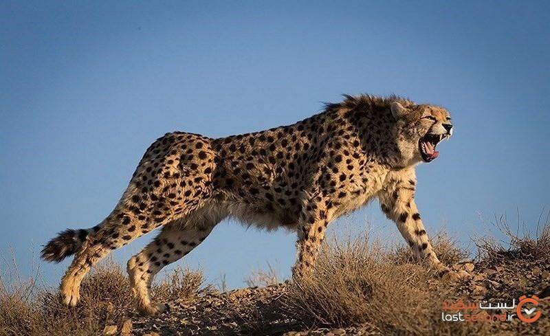 iranian_cheetah_roars.jpg