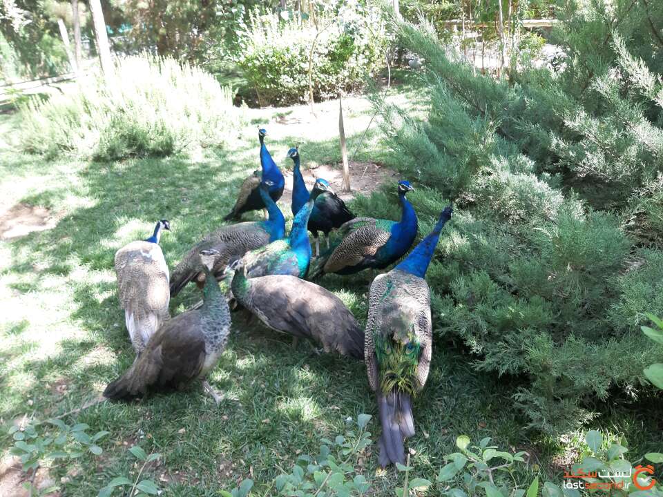 باغ پرندگان در اصفهان