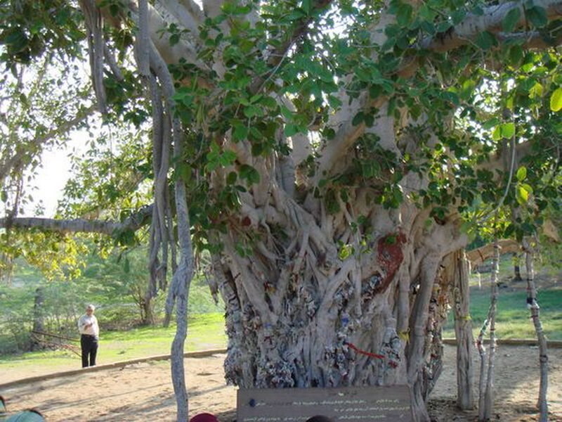 عکس کیش جدید