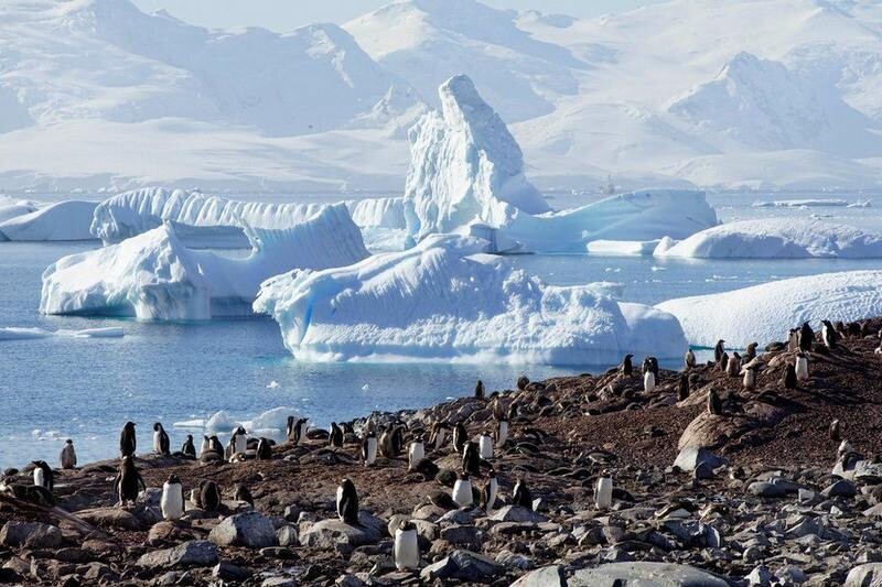 پنگوئن‌های قطب جنوب