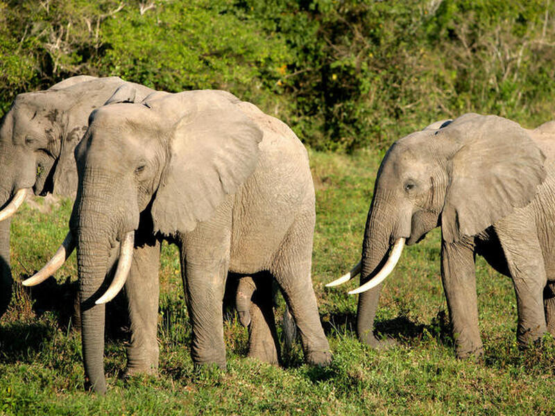 فیل جنگلی آفریقایی