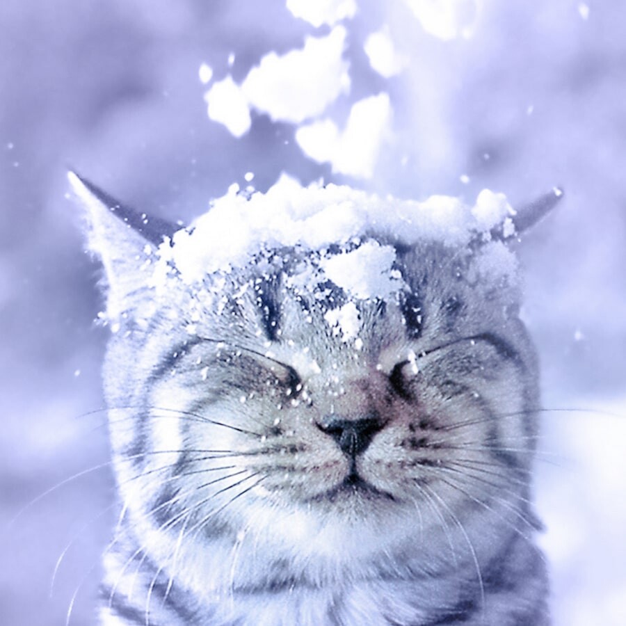 حیوانات در زمستان