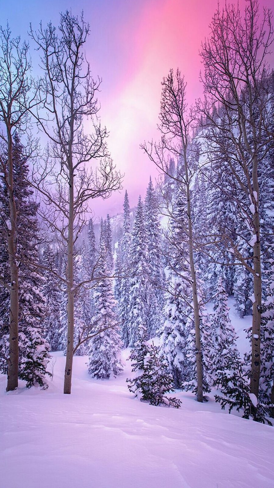 جنگل در زمستان