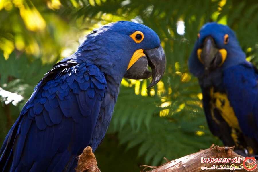 طوطی هایسینت (Hyacinth Macaw).jpg