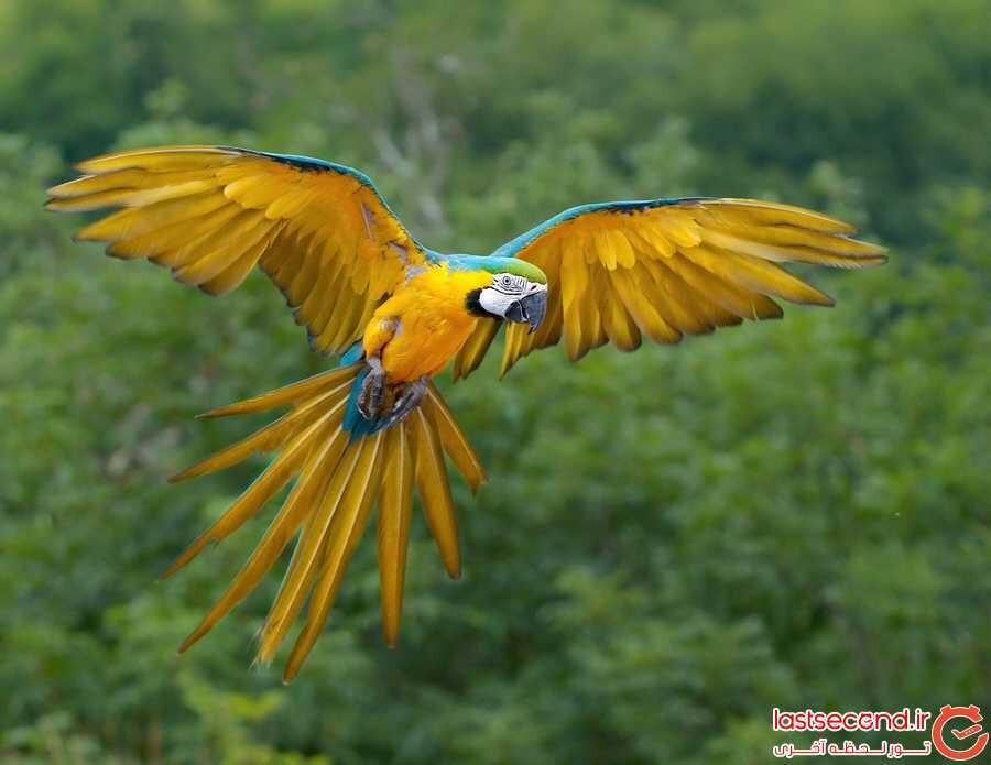 طوطی آبی و زرد (Blue and Yellow Macaw).jpg