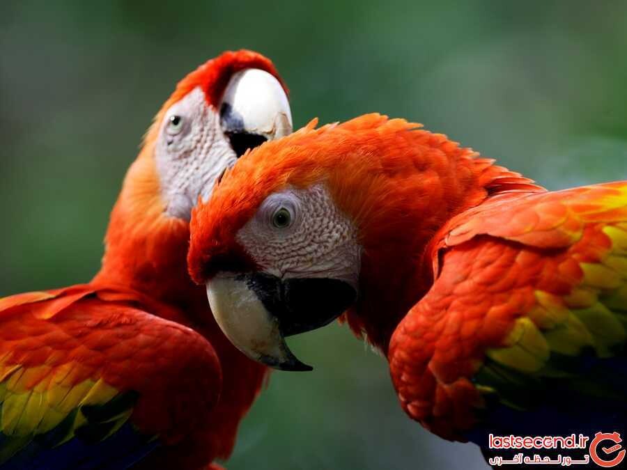 طوطی اسکارلت (Scarlet Macaw)2.jpg