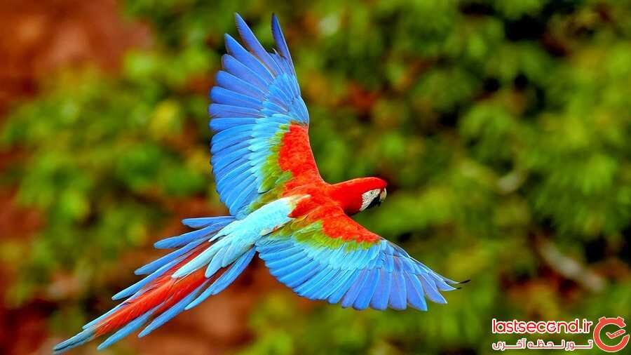 طوطی اسکارلت (Scarlet Macaw).jpg