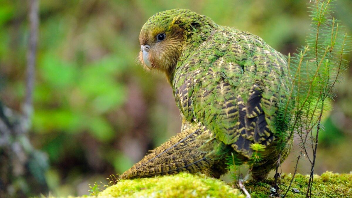 kakapo2.jpg