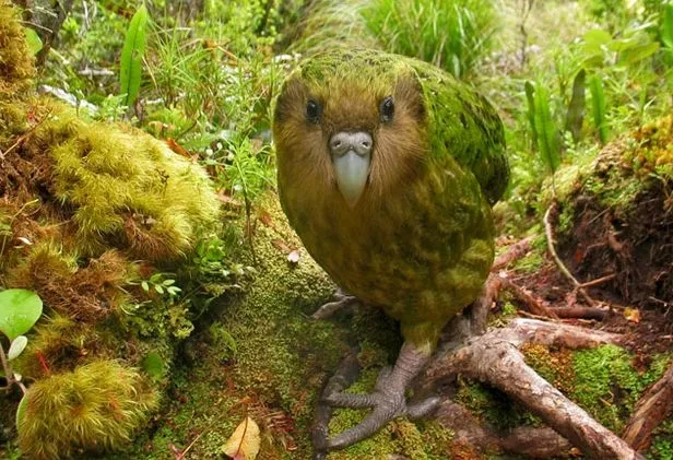 kakapo.png