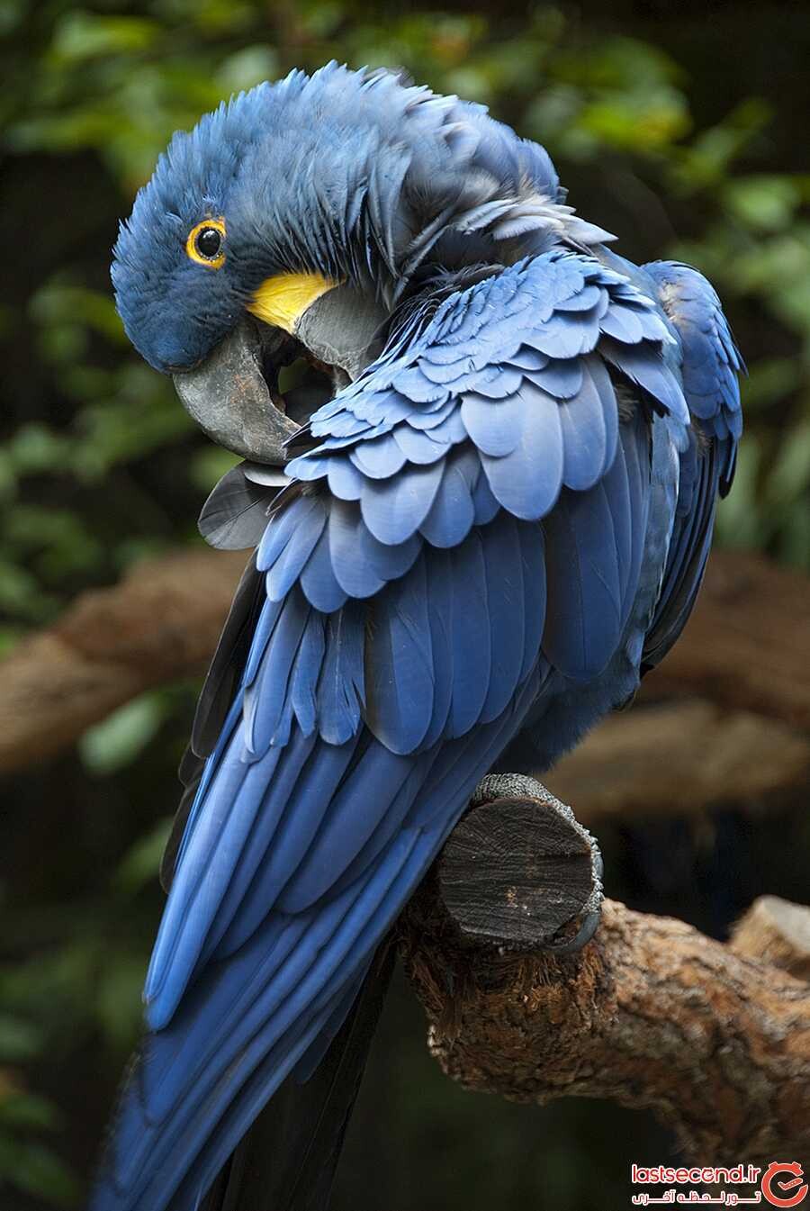 طوطی هایسینت (Hyacinth Macaw)2.jpg