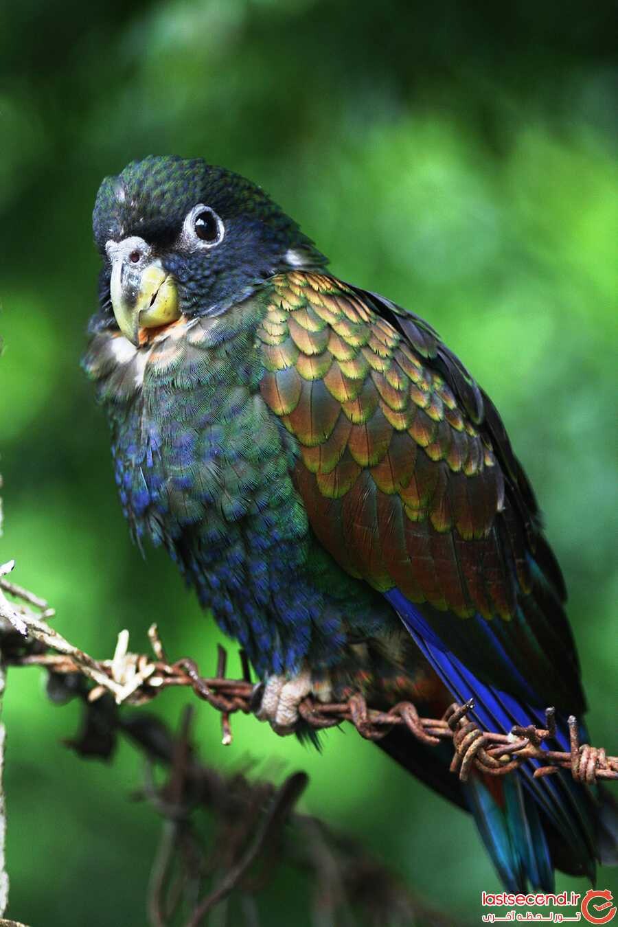 (Bronze Winged Parrot)2.jpg