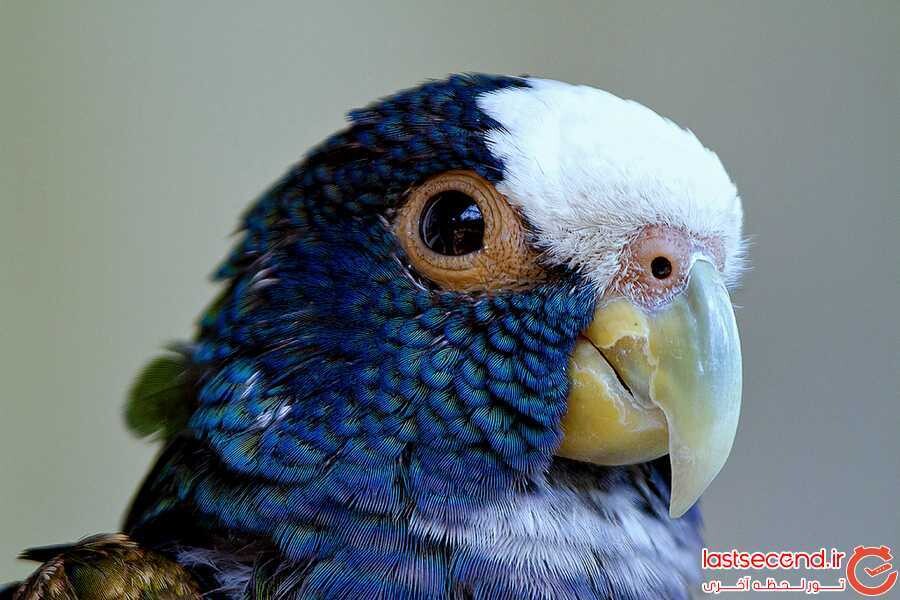 (Bronze Winged Parrot).jpg