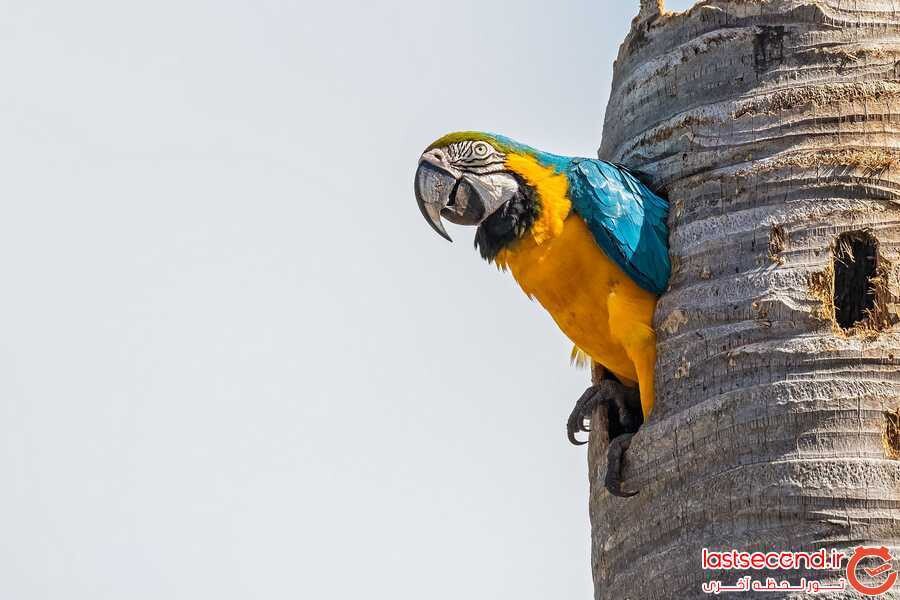 طوطی آبی و زرد (Blue and Yellow Macaw)2.jpg