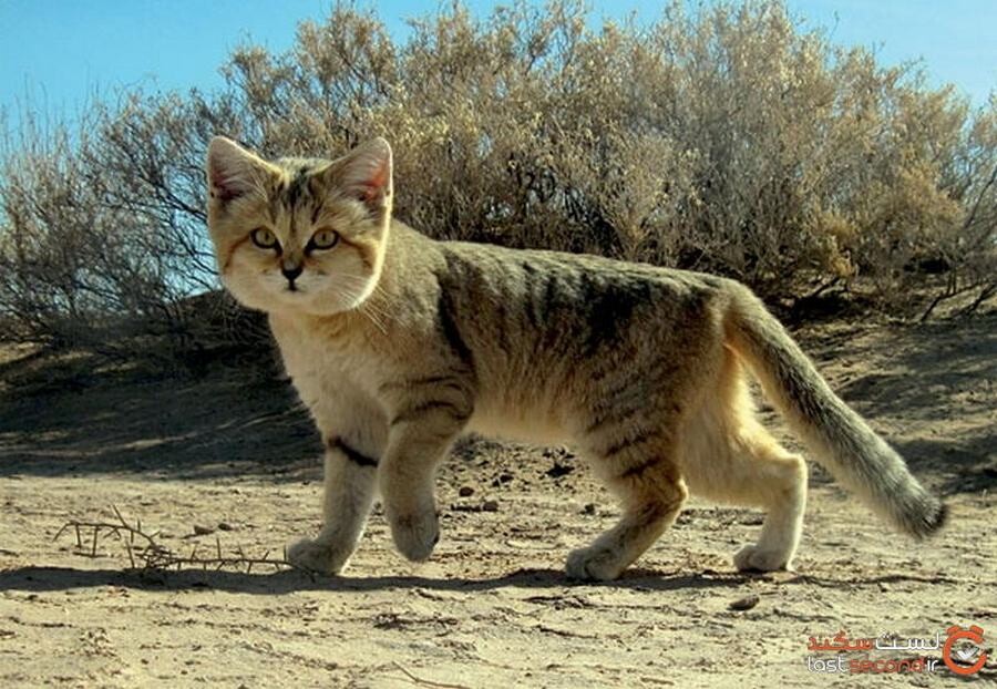 Lastsecond.ir-largest-desert-in-iran-sand-cat.jpg