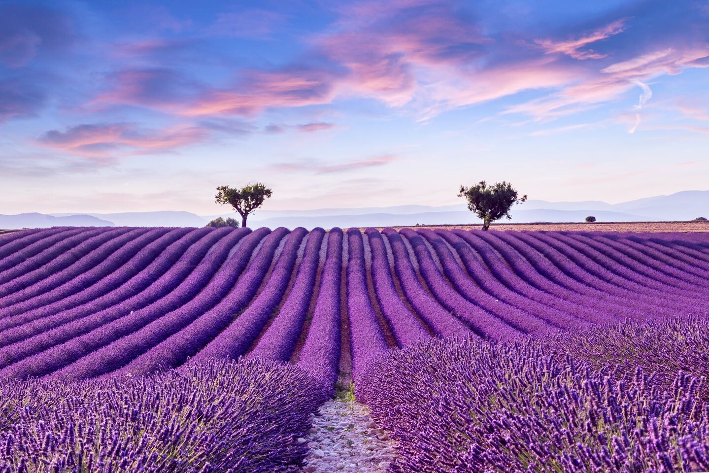 lavender-field-provence.jpg