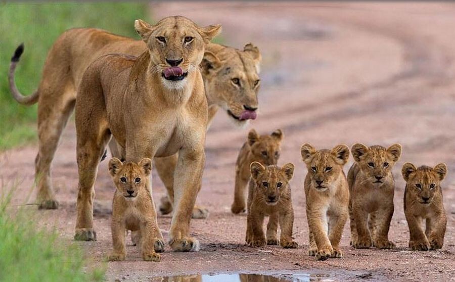 عکس جنگل شمال