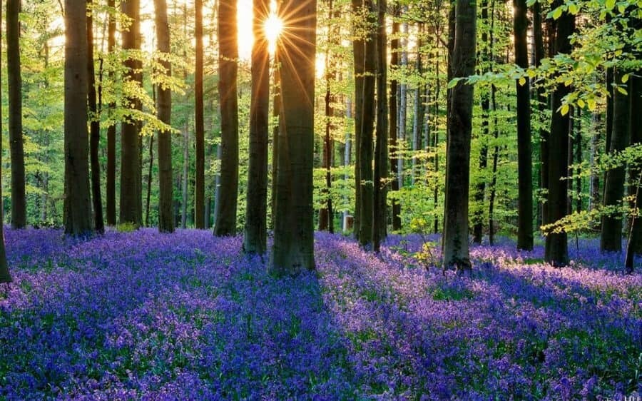 عکس جنگل شمال