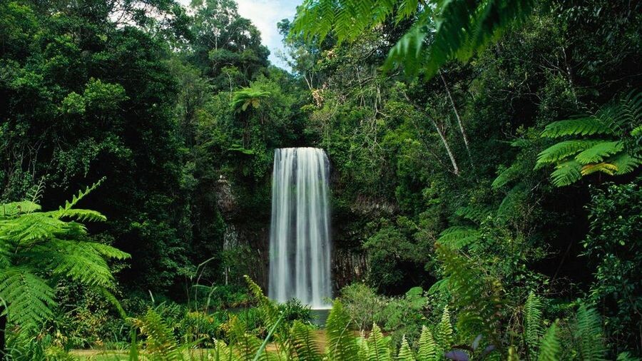 عکس جنگل شمال