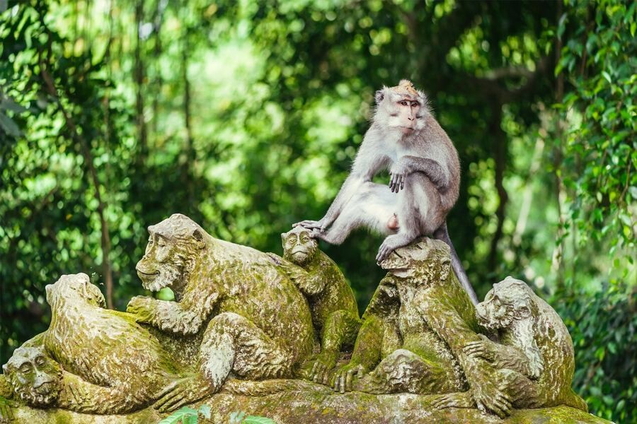 Monkey Forest Sanctuary.jpg