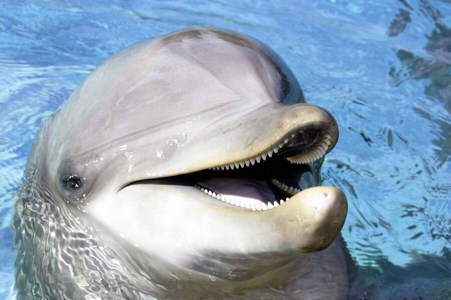 دندان دلفین.jpg