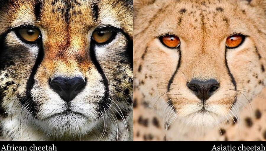 تفاوت اندک یوزپلنگ ایرانی و آفریقایی.jpg