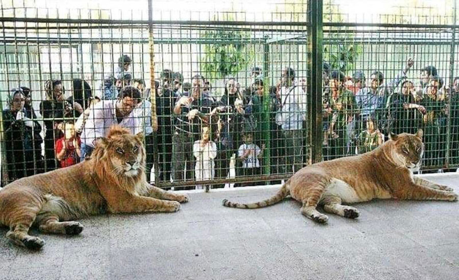 Lastsecond.ir-children-attractions-in-tehran-eram-zoo.jpg