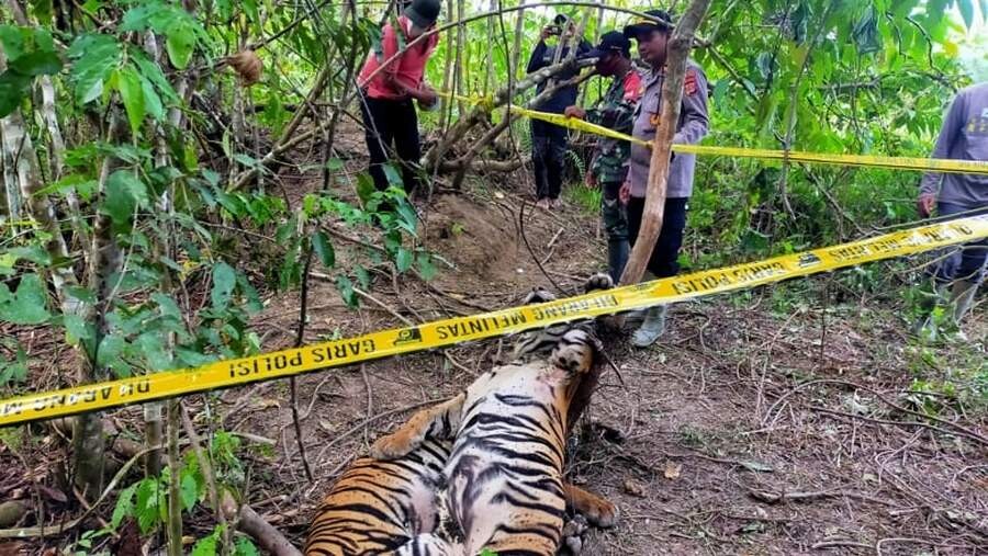indonesia-sumatran-tigers.jpg