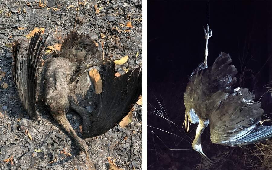 Giant Ibis found dead on tree 2.jpg