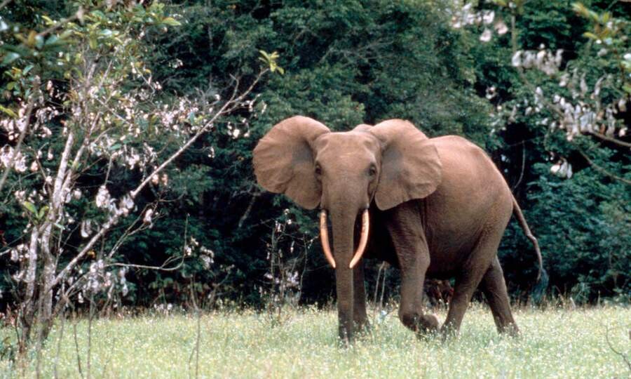 فیل در حال انقراض.jpg